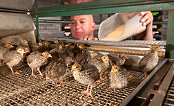 Animal caretaker provides feed supplemented with a yeast extract to Japanese quail to test the feed’s efficacy against Salmonella and Campylobacter: Click here for full photo caption.