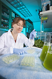 Research associate prepares lettuce juice samples for a fluorescence assay used to measure oxidative compounds: Click here for full photo caption.