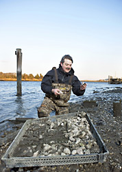 ARS molecular biologist inspects oysters grown for research: Click here for full photo caption.