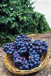 An ARS-developed seedless grape variety, Autumn Royal: Click here for full photo caption.