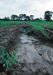 Ephemeral gullies like this one in a central Iowa field often cause much erosion on farms: Click here for full photo caption.
