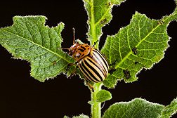 Adult Colorado potato beetle on a potato plant: Click here for full photo caption.