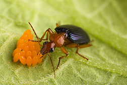 Adults of the native carabid beetle Lebia grandis are voracious predators of Colorado potato beetle eggs and larvae: Click here for photo caption.