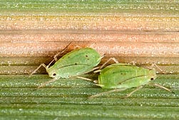 Greenbug aphid feeding on an oat leaf infected with yellow dwarf disease: Click here for photo caption.