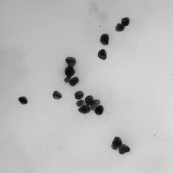 Transmission electron microscope image of biopolymer spheres coated (encapsulated) with silver nanoparticles: Click here for full photo caption.