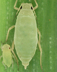 Russian wheat aphid adult next to its young: Click here for full photo caption.