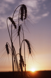 Wheat seed heads: Click here for photo caption.