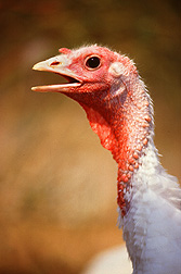 In studies of intestinal samples from turkeys with enteric diseases, ARS scientists have discovered a new virus that may have future antimicrobial applications: Click here for photo caption.