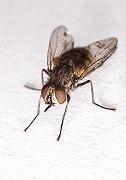 Stable fly, Stomoxys calcitrans: Click here for photo caption.
