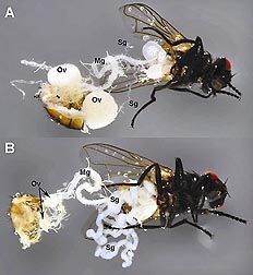 Comparison of a healthy fly (A) and a fly infected with SGHV (B): Click here for full photo caption.