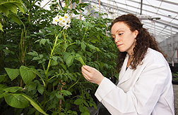 Michelle Cilia, a molecular biologist, examines infected potato plants in the greenhouse for symptoms of virus infection: Click here for full photo caption.