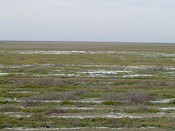 Sequence of photos showing the improvement and decline in forage yield in a field with poorly drained saline-sodic soils. This photo was taken in 2000: Click here for full photo caption.