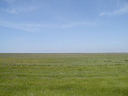 Sequence of photos showing the improvement and decline in forage yield in a field with poorly drained saline-sodic soils. This photo was taken in 2004: Click here for full photo caption.