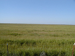 Sequence of photos showing the improvement and decline in forage yield in a field with poorly drained saline-sodic soils. This photo was taken in 2010: Click here for full photo caption.