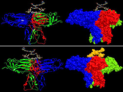 Cross-linking measurements with protein interaction reporter technology enabled ARS scientists and their University of Washington colleagues to model the structure of the building blocks of infectious potato leafroll virus particles: Click here for full photo caption.