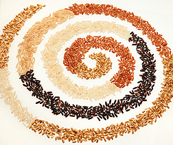 ARS researchers studied five color classes of rice bran: white, light brown, brown, red, and purple/black: Click here for full photo caption.