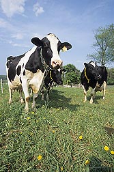 ARS scientists at Ames, Iowa, have discovered a specific antibody that will help develop a test for the Johne's disease bacterium in cattle: Click here for photo caption.