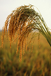 U.S. long-grain rice growing in a field: Click here for full photo caption.