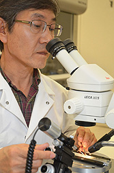 Entomologist Man-Yeon Choi prepares to inject a worker fire ant with an RNAi solution designed to interfere with a gene so that the ant will produce less trail pheromone: Click here for photo caption.