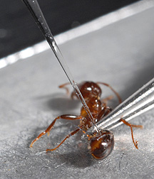 Close-up of the fire ant being injected with RNAi through a capillary needle: Click here for photo caption.