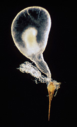 The fire antâ€™s sting apparatus, which includes stinger, poison gland (source of venom and allergy-causing proteins), and Dufourâ€™s gland (source of trail pheromone): Click here for full photo caption.