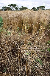 In experimental plots in Njoro, Kenya, Ug99-susceptible wheat is lodging (falling over) because the stems have been weakened by the rust fungus. Meanwhile, the Ug99-resistant wheat lines in the background remain upright: Click here for photo caption.