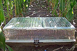 A covered gas flux chamber from a study done in a field of maize during two growing seasons: Click here for full photo caption.