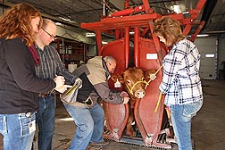 At the U.S. Meat Animal Research Center in Clay Center, Nebraska, geneticists Tara McDaneld and Larry Kuehn (left) look for and record variations in data while molecular biologist John Keele and technician Tammy Sorensen take blood samples for DNA pooling: Click here for photo caption.