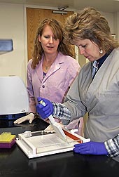 Geneticist Tara McDaneld (left) and technician Tammy Sorensen prepare a gel for evaluation of genotypes associated with reproduction: Click here for photo caption.