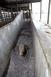 Cow in tick dipping vat. Click here for full photo caption.