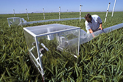 Plant physiologist Richard Garcia adjusts a field chamber for measuring photosynthesis. Click here for full photo caption.