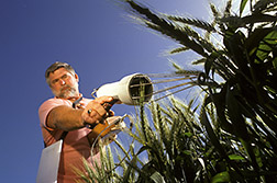 Technician Ric Rokey takes the temperature of a wheat leaf. Click here for full photo caption.