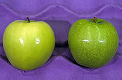 Calcium-treated apple and an untreated apple. Click here for full photo caption.