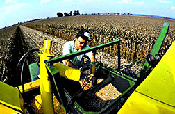 Agricultural engineer Kenneth Sudduth examines corn from this combine's grain flow sensor.