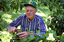 Plant physiologist Tom Raese checks the firmness of a pear sprayed with calcium.