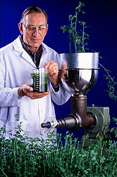 Ag. engineer Richard Koegel expresses juice from alfalfa.