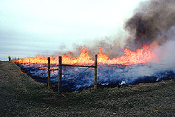 Controlled burning to remove plant residue.