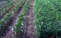 Weeds in corn at left have been treated with herbicide.