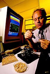 Biochemist Richard Greene screens corn for fungal contaminants. Click here for full photo caption.