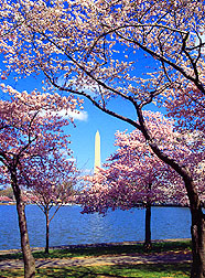 Cherry trees from Japan ring the Tidal Basin at Washington, D.C. Click here for full photo caption.