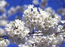 Chery tree blossoms. Click here for full photo caption.