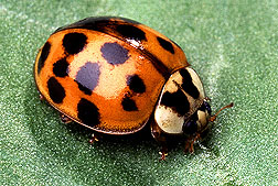 Asian Beetle Pictures