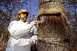 Entomologist applies an insecticidal latex coating that will kill gypsy moth larvae. Click here for full photo caption.