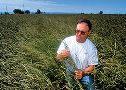 Forage specialist examines tall fescue in a test plot. Click here for full photo caption.