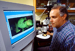 A geneticist examines digital photomicrographs of Caribbean fruit flies. Click here for full photo caption.
