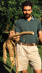 Biologist Willie Cabrera Walsh holds the major part of a taiuia root.