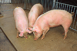 A group of pigs. Link to photo information.