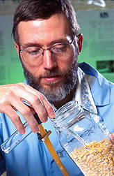 Technician Thomas Morgan aspirates maize weevils into a glass vial. Link to photo information.