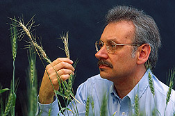Geneticist looks for differences in wheat disease symptoms caused by divergent strains of Fusarium. Link to photo information.
