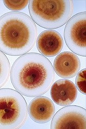 Cultures of pathogens representing different species within the Fusarium graminearum complex. Link to photo information.